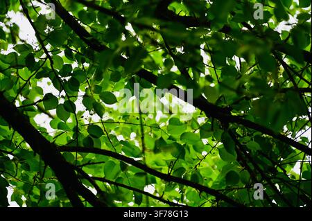 Une photographie horizontale capturant une canopée dense de feuilles vertes luxuriantes et de rameaux sombres et ramifiés vus sous un angle bas contre un ciel lumineux. Banque D'Images
