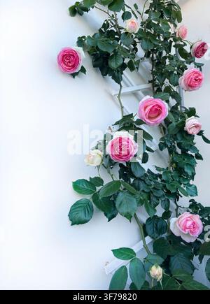 Roses Eden roses élégantes grimpant sur un treillis en bois blanc contre un mur propre. Concept de jardinage vertical, de décor romantique et d'élégance naturelle. Banque D'Images