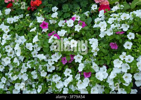 Gros plan angulaire latéral d'un parterre de fleurs de rue luxuriant rempli de pétunias blancs en fleurs et de feuilles vertes par une journée d'été ensoleillée à Londres. Banque D'Images