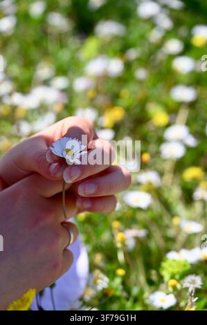 Une photographie verticale capturant un gros plan de mains tenant délicatement une petite marguerite blanche au centre jaune, sur un fond flou d'une prairie verte remplie de marguerites et de fleurs sauvages en fleurs. Banque D'Images