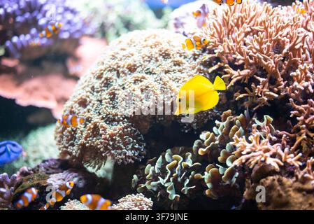 Poisson tang jaune vibrant nageant parmi les coraux durs et mous dans un aquarium de récif marin avec des poissons-clowns. Vie marine tropicale sous-marine, écosystème d'aquarium d'eau de mer et biodiversité aquatique. Banque D'Images