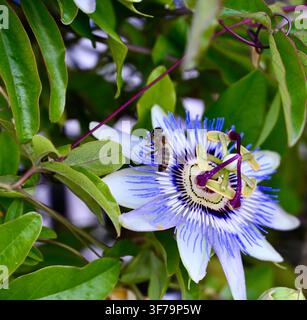 Une photographie capturant une abeille mellifère collectant du nectar et du pollen sur une fleur de la passion bleue et blanche vibrante (Passiflora), entourée de feuilles vertes luxuriantes. Banque D'Images