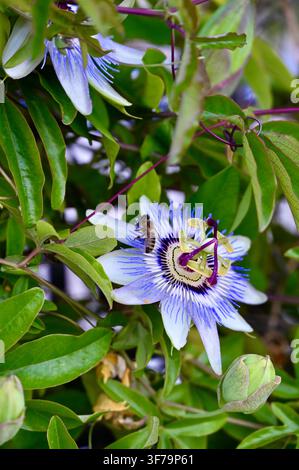Une photographie capturant une abeille mellifère collectant du nectar et du pollen sur une fleur de la passion bleue et blanche vibrante (Passiflora), entourée de feuilles vertes luxuriantes. Banque D'Images