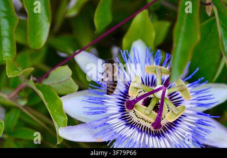 Une photographie capturant une abeille mellifère collectant du nectar et du pollen sur une fleur de la passion bleue et blanche vibrante (Passiflora), entourée de feuilles vertes luxuriantes. Banque D'Images