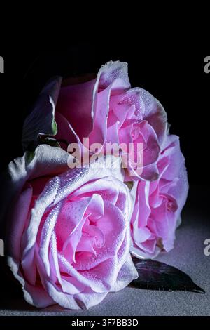 Roses Roses Banque D'Images