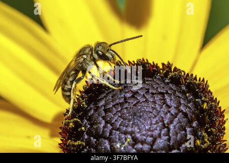 Abeille à sillons à bandes jaunes (Halictus scabiosae) posée sur une fleur du coneflower jaune (Rudbeckia fulgida), collectant du nectar, gros plan, Baden-Wue Banque D'Images