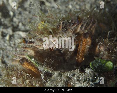 Close-up d'un crabe, la petite crabe araignée (Maja crispata), recouvert d'algues, site de plongée : Hausriff, Stoja, Pula, Croatie, mer Méditerranée Banque D'Images