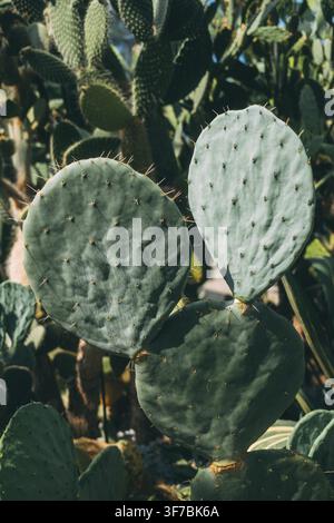 Cactus figue de Barbarie, également connu sous le nom de cactus oreille ou nopal en détail, Ueberlingen au lac de Constance, arrondissement de Bodensee, Bade-Wurtemberg, Allemagne Banque D'Images