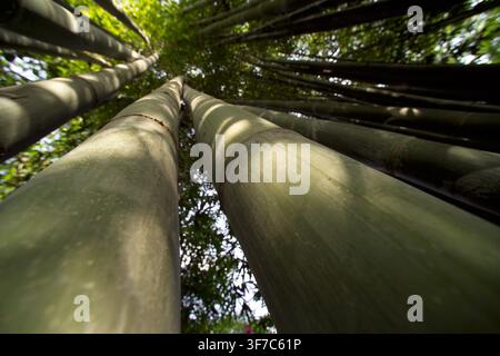 Perspective de forêt de bambous. Amatlán, Morelos, Mexique Banque D'Images