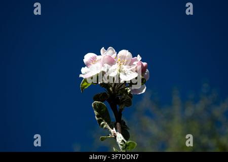Close-up de délicates fleurs d'abris blanches et roses sur un pommier en fleurs devant un ciel bleu profond avec un arrière-plan doucement flou. Banque D'Images