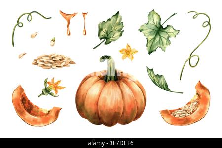 Ensemble de clipart aquarellé de citrouilles. Illustrations isolées dessinées à la main de tranches coupées, de vignes bouclées, de feuilles, de fleur et de gouttes d'huile de graines de citrouille. Collection pour Banque D'Images