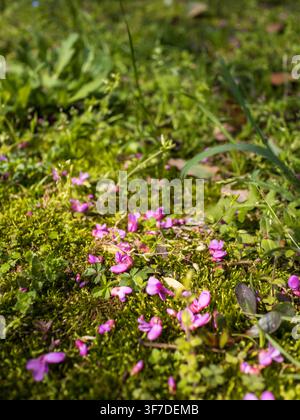 Une magnifique photo macro capturant de minuscules et délicates fleurs roses tombées dispersées sur une couverture de mousse verte luxuriante et vibrante sous une lumière chaude et naturelle du soleil Banque D'Images