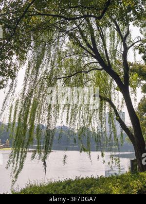 Une photographie de paysage en grand angle mettant en scène les longues branches délicates d'un saule pleureur se drapant sur un lac calme sous une lumière claire et vive Banque D'Images