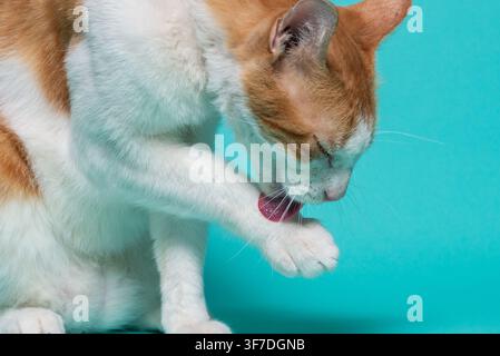 Chat roux et blanc se toilettant devant un fond bleu-vert Banque D'Images