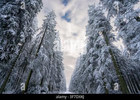 Des épicéas enneigés encadrant un sentier dans le parc naturel des hautes tourbières, créant un beau paysage hivernal Banque D'Images