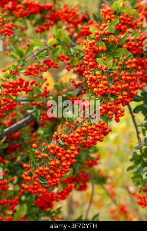 gros plan sur la Pyracantha (communément appelée épine de feu), un arbuste épineux et à feuilles persistantes chargé de grappes denses de baies rouge-orange vives Banque D'Images