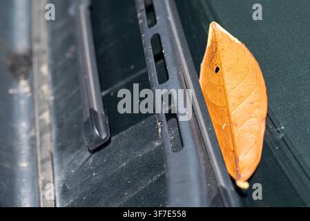 Belle feuille d'automne brune coincée sous une lame d'essuie-glace en ville Banque D'Images