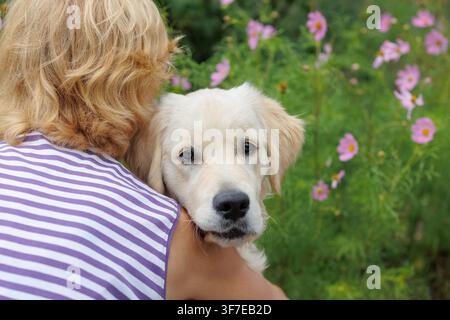 Femme tenant avec amour un chiot Golden Retriever, l'animal regardant attentivement vers l'appareil photo, buisson fleuri vert en arrière-plan, lien affectueux entre l'être humain et l'animal Banque D'Images