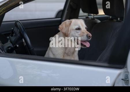 Chien heureux assis dans une voiture de tourisme prêt pour un voyage sur route. Concept de voyage pour animaux de compagnie illustrant le transport sûr, les vacances adaptées aux animaux de compagnie, les voyages par Banque D'Images