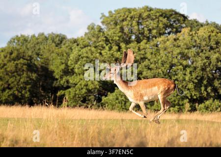 Un cerf dama (dama dama) avec de grandes bois courant sur l'herbe de droite à gauche avec des arbres en arrière-plan Banque D'Images