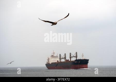 Une mouette vole au-dessus d'un cargo sur le Bosphore sous un ciel nuageux. La Turquie a commencé à restreindre le trafic maritime commercial vers la mer Noire par retard Banque D'Images