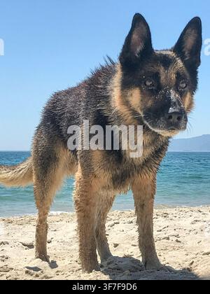 Chien Berger Allemand mouillé debout en alerte sur une plage de sable, regardant la caméra. Pelage mouillé et sable sur le museau après avoir nagé dans l'océan par une journée ensoleillée Banque D'Images