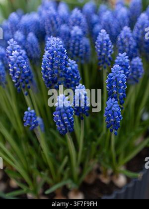 Close-up de jacinthes de grape bleues en fleurs dans un jardin printanier Banque D'Images