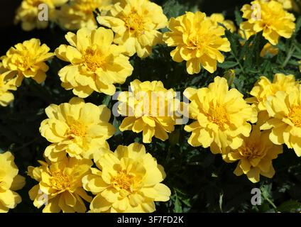 Soucis français, Tagetes patula 'Alumia Vanilla cream'. Banque D'Images