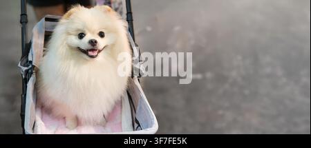 Chien poméranien crème assis dans une poussette en plein air. Le pelage duveteux et l'expression heureuse créent un portrait joyeux du petit compagnon dans la vie quotidienne urbaine Banque D'Images