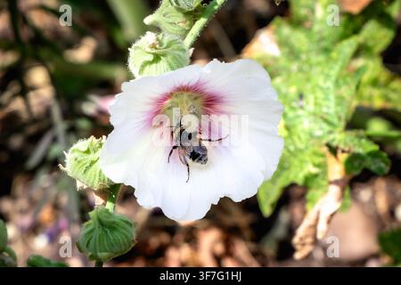Bourdon collecte le pollen et le nectar du centre d'une fleur de mauve rose pâle et blanche dans un jardin d'été Banque D'Images