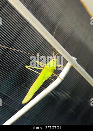 Cigale Ducetia japonica sur un câble blanc contre une surface nervurée Banque D'Images