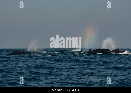 Baleines à bosse crachant et créant un effet arc-en-ciel, migrant au large de la côte sauvage pendant la migration annuelle des sardines en Afrique du Sud Banque D'Images