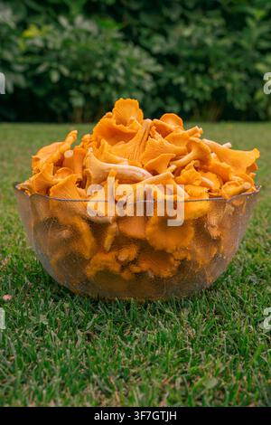 Champignons de chanterelle dorés frais empilés dans un bol en verre sur la pelouse Banque D'Images