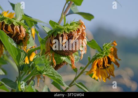 Tournesol mature (Helianthus annuus) avec des pétales séchés et des graines en développement Banque D'Images