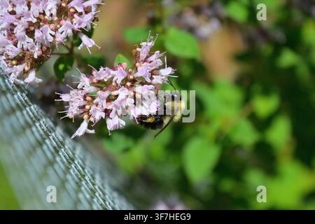 Bourdon collectant du pollen de fleurs sauvages violettes dans un habitat naturel Banque D'Images
