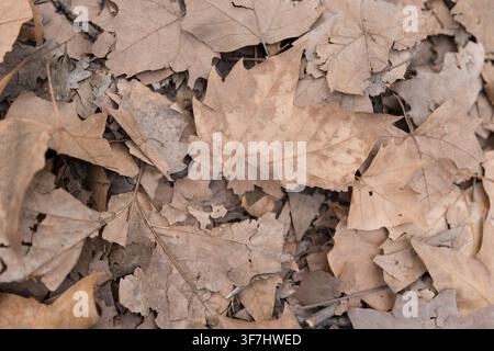 Feuilles sèches d'automne recouvrant le sol de la forêt Banque D'Images