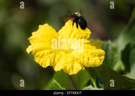 Close-up d'une grosse abeille charpentière en vol libre projetant une ombre sur une fleur jaune vif sur un fond vert clair Banque D'Images