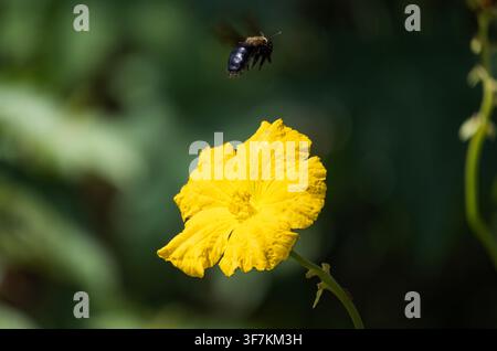 Close-up d'une grosse abeille charpentière en vol libre projetant une ombre sur une fleur jaune vif sur un fond vert clair Banque D'Images