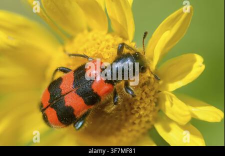 Scarabeau à abeille, loup à abeille, scarabeau à abeille commun, loup immense, Trichodes apiarius, scarabée, coléoptère, insectes, scarabées Banque D'Images