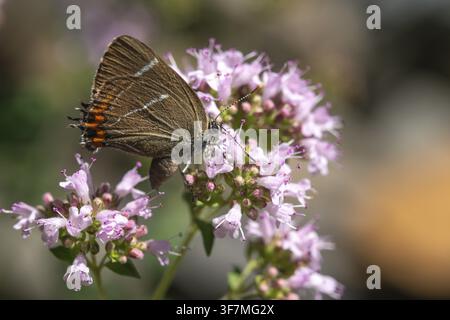 Album Satyrium W, album Strymonidia W, ormes, papillon, insectes, papillons, papillons, papillons, damier à lettres blanches Banque D'Images