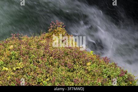 Eau coulant rapidement, ruisseau de montagne, rebord envahi par la végétation, Ovstestolbrua, exposition longue, Valldal, Norvège Banque D'Images