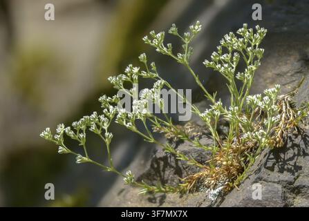 Boule vivace, boule vivace, idiot vivace, Caryophyllacées, famille des clous de girofle, Scleranthus perennis, flore, knawel vivace, plantes, plantes Banque D'Images