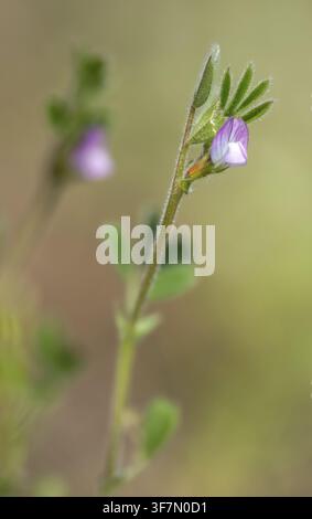 Brandebourg, Allemagne, Fabaceae, vesce naine printanière, vesce rieuse, Nabu, projet Nabu, héritage naturel national, paradis naturel de la maison verte, vert p Banque D'Images