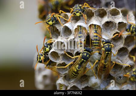 Guêpe papier de couleur vive, guêpe des champs française, guêpe des champs gallique, guêpe des champs domestique, hyménoptère, polistes dominula, vespidae, guêpe ridée, guêpe des champs Banque D'Images