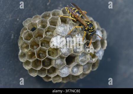 Guêpe papier de couleur vive, guêpe des champs française, guêpe des champs gallique, guêpe des champs domestique, hyménoptère, polistes dominula, vespidae, guêpe ridée, guêpe des champs Banque D'Images