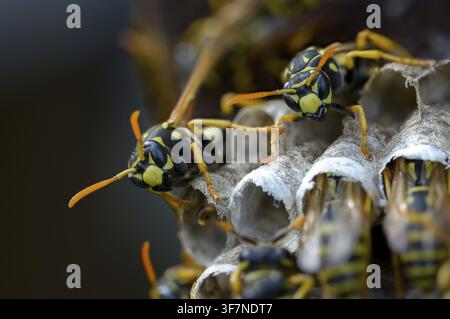 Guêpe papier de couleur vive, guêpe des champs française, guêpe des champs gallique, guêpe des champs domestique, hyménoptère, polistes dominula, vespidae, guêpe ridée, guêpe des champs Banque D'Images