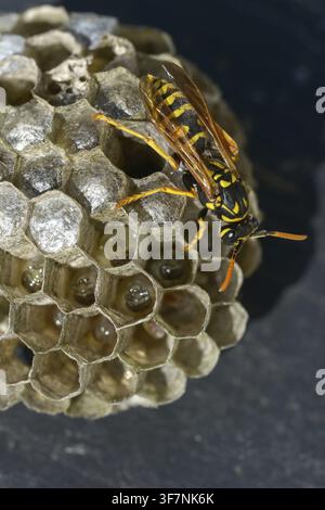 Guêpe papier de couleur vive, guêpe des champs française, guêpe des champs gallique, guêpe des champs domestique, hyménoptère, polistes dominula, vespidae, guêpe ridée, guêpe des champs Banque D'Images