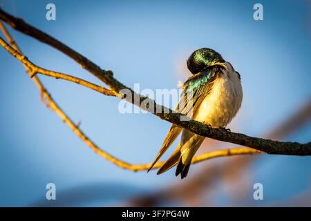 Hirondelle bicolore (Tachycineta bicolor) perchée sur une branche dans la lumière dorée du matin au Bayfront Park, Hamilton. Banque D'Images
