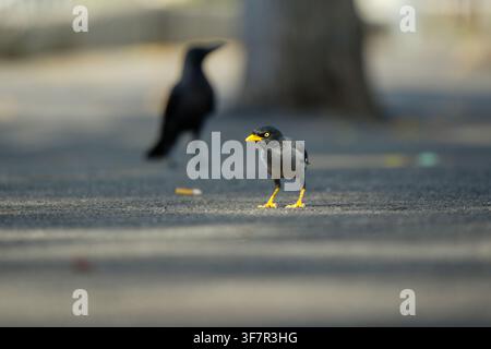 Un merle de la jungle debout en alerte sur une surface asphaltée avec une corneille hors de mise au point en arrière-plan. Banque D'Images
