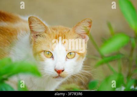 Portrait en gros plan d'un chat tigré orange et blanc aux yeux jaunes perçants qui jette un œil à travers des feuilles vertes Banque D'Images